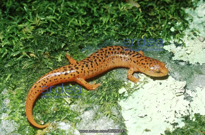 : Blue Ridge Red Salamander : Blue Ridge Red Salamander