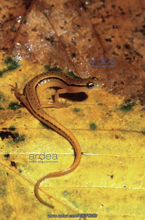 : Blue Ridge Two-lined Salamander : Blue Ridge Two-lined Salamander