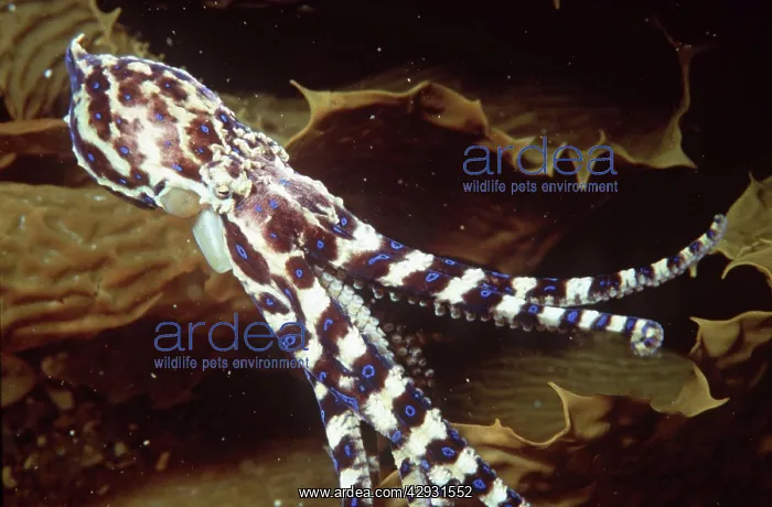 : Blue-ringed Octopus : Blue-ringed Octopus