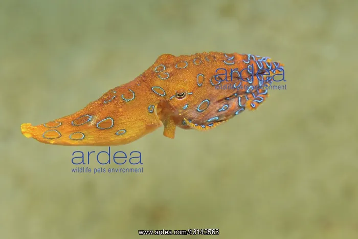 : Blue Ringed Octopus : Blue Ringed Octopus