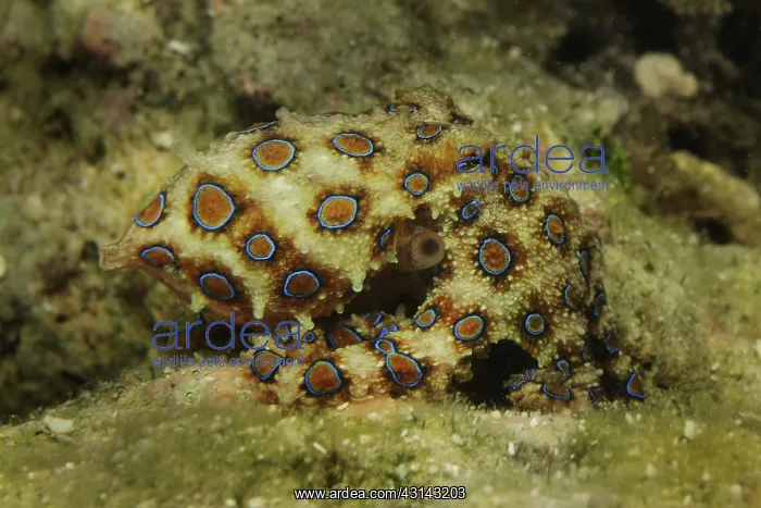 : Blue Ringed Octopus : Blue Ringed Octopus