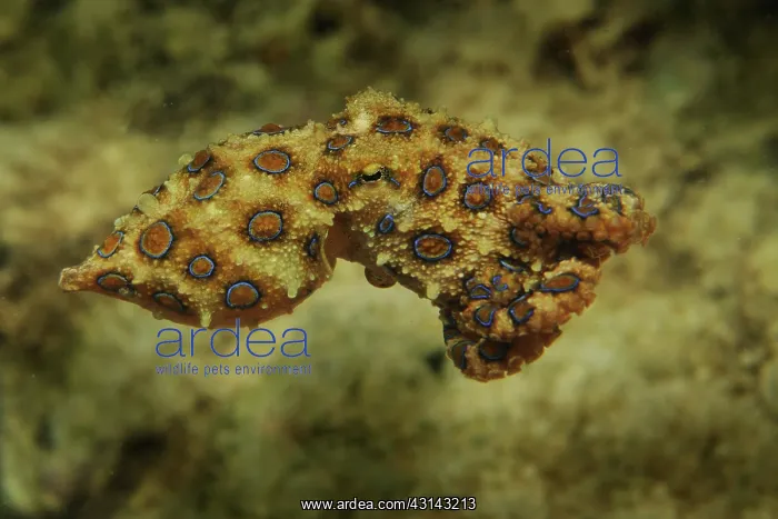 : Blue Ringed Octopus : Blue Ringed Octopus