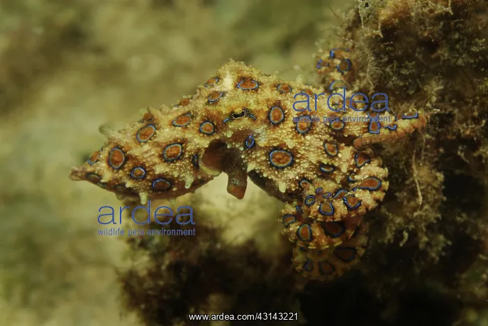 : Blue Ringed Octopus : Blue Ringed Octopus