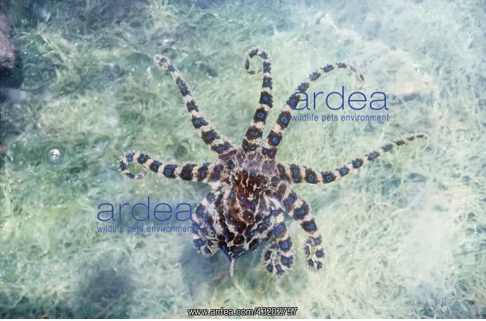 : BLUE-RINGED OCTOPUS : BLUE-RINGED OCTOPUS