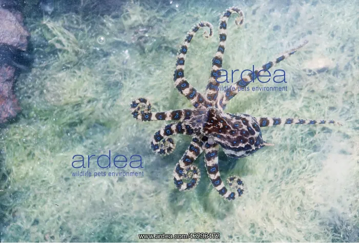 : Blue-ringed OCTOPUS : Blue-ringed OCTOPUS