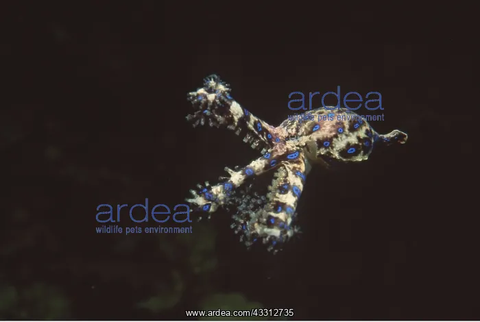 : BLUE-RINGED OCTOPUS : BLUE-RINGED OCTOPUS