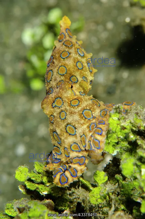 : Blue-ringed Octopus : Blue-ringed Octopus
