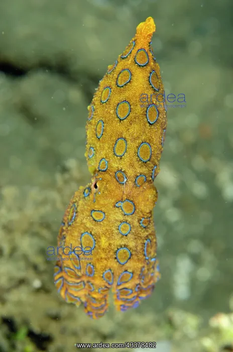 : Blue-ringed Octopus : Blue-ringed Octopus