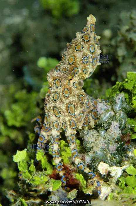 : Blue-ringed Octopus : Blue-ringed Octopus