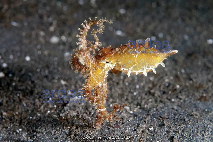  : Blue-ringed Octopus with defensive posture