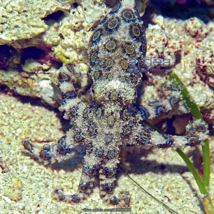 : Blue ringed Octopus (Hapalochlaena lunulata), Blue : Blue ringed Octopus (Hapalochlaena lunulata), Blue