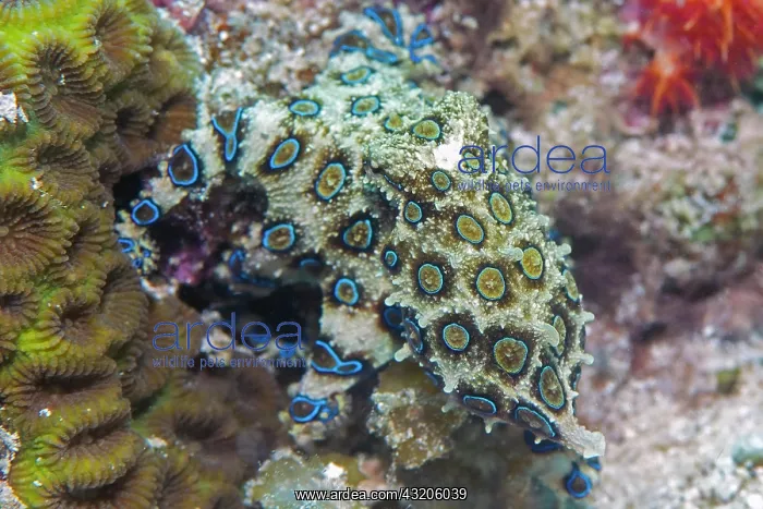 : Blue ringed Octopus (Hapalochlaena lunulata), Blue : Blue ringed Octopus (Hapalochlaena lunulata), Blue