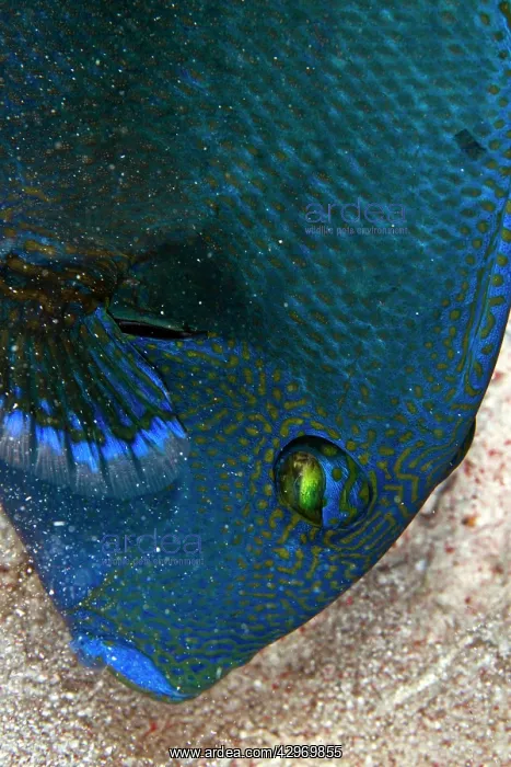 : Blue Rippled Triggerfish - looking for food in the sand : Blue Rippled Triggerfish - looking for food in the sand