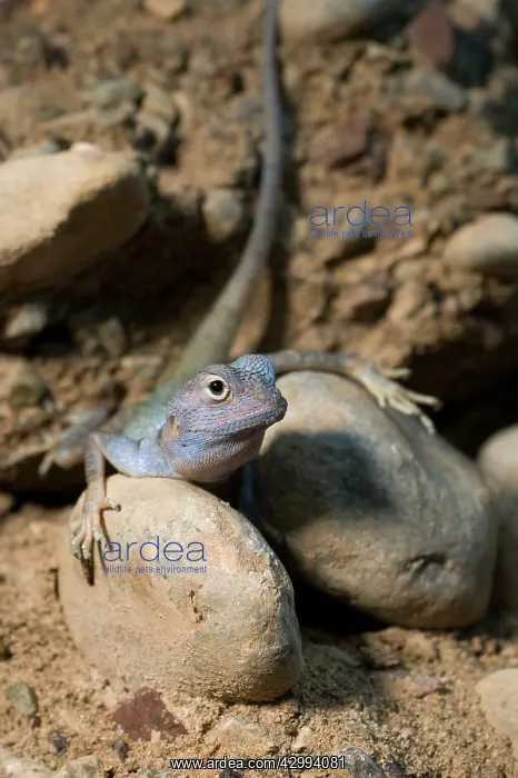 : Blue Rock Agama / Blue Headed Agama / Sinai Agama : Blue Rock Agama / Blue Headed Agama / Sinai Agama