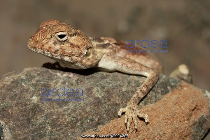 : Blue Rock Agama / Blue Headed Agama / Sinai Agama : Blue Rock Agama / Blue Headed Agama / Sinai Agama