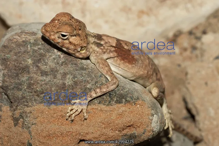 : Blue Rock Agama / Blue Headed Agama / Sinai Agama : Blue Rock Agama / Blue Headed Agama / Sinai Agama