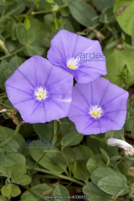 : Blue rock bindweed (Convolvulus sabatius) : Blue rock bindweed (Convolvulus sabatius)