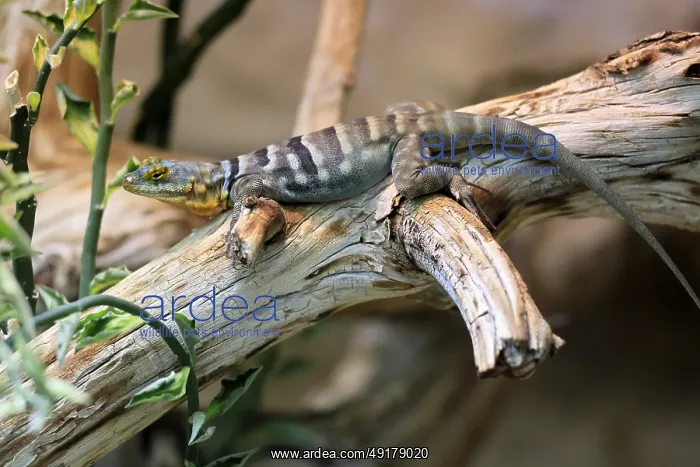 : Blue rock iguana (Petrosaurus thalassinus) : Blue rock iguana (Petrosaurus thalassinus)