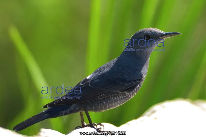 : Blue Rock Thrush : Blue Rock Thrush
