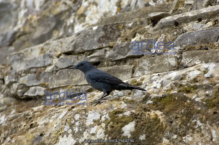 : Blue Rock Thrush : Blue Rock Thrush