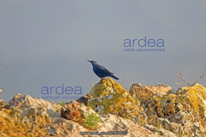 : Blue Rock Thrush : Blue Rock Thrush