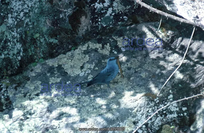 : Blue Rock-Thrush : Blue Rock-Thrush