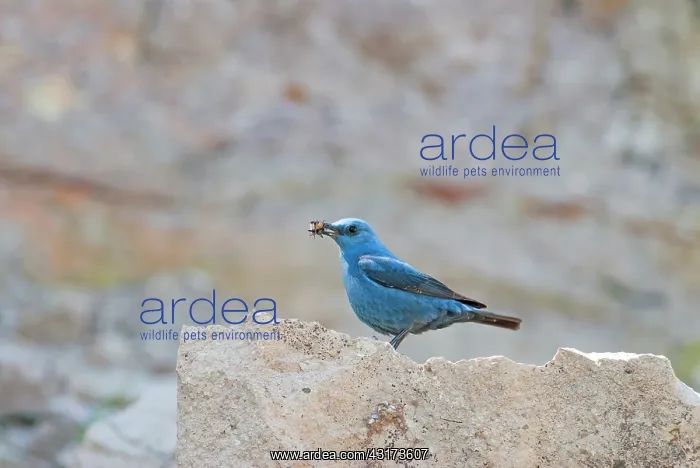 : Blue Rock Thrush : Blue Rock Thrush