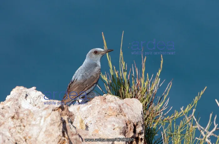 : Blue Rock Thrush : Blue Rock Thrush