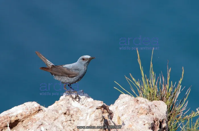 : Blue Rock Thrush : Blue Rock Thrush