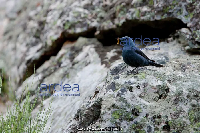 : Blue Rock Thrush - adult male perching on a rock : Blue Rock Thrush - adult male perching on a rock