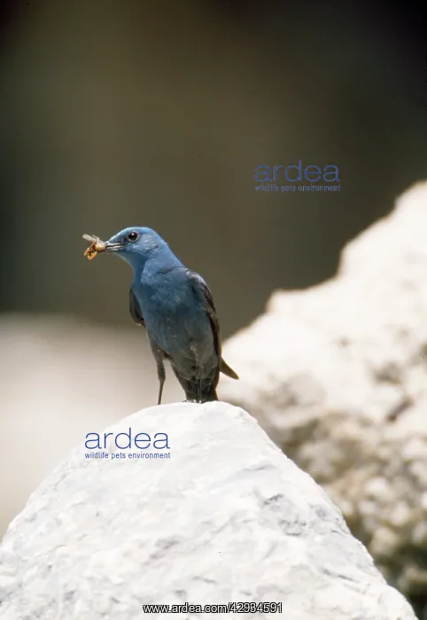 : Blue Rock THRUSH - male, with food in beak : Blue Rock THRUSH - male, with food in beak