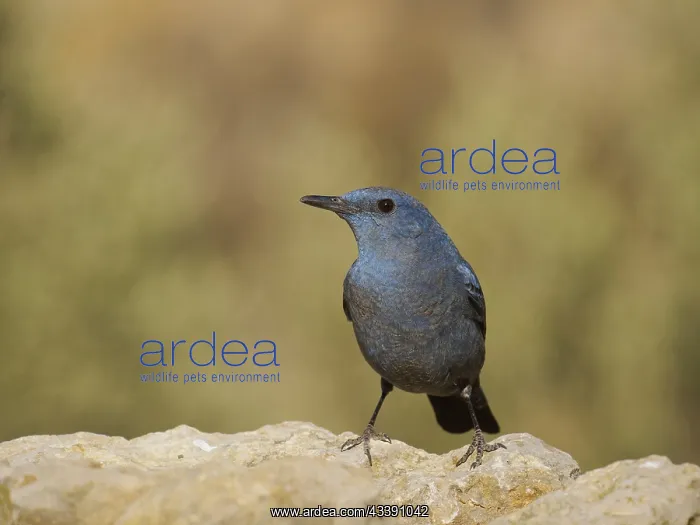 : Blue Rock Thrush Monticola solitarius Valencia : Blue Rock Thrush Monticola solitarius Valencia