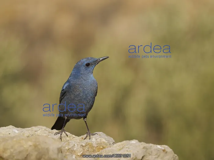 : Blue Rock Thrush Monticola solitarius Valencia : Blue Rock Thrush Monticola solitarius Valencia