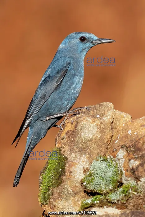 : Blue Rock Thrush (Monticola solitarius), side view : Blue Rock Thrush (Monticola solitarius), side view