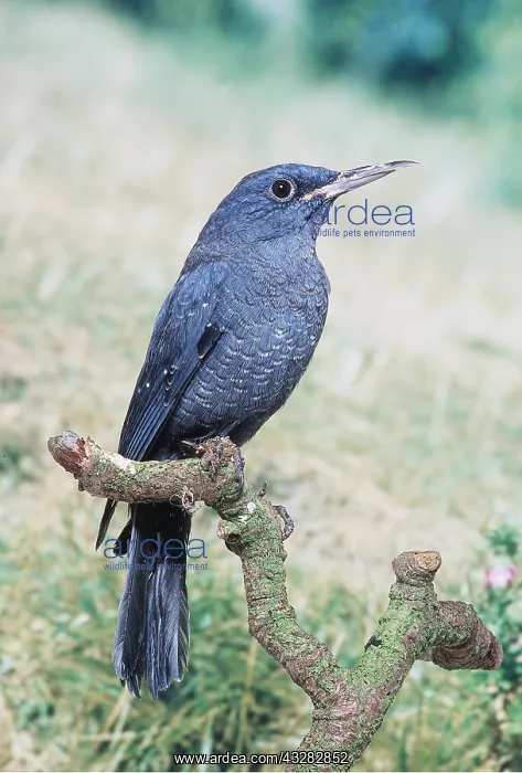 : BLUE ROCK THRUSH - PERCHING : BLUE ROCK THRUSH - PERCHING