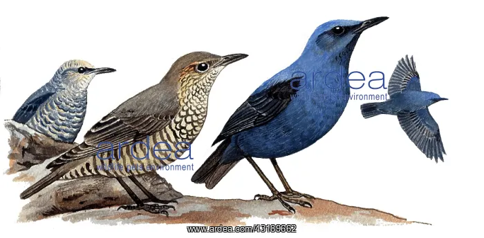: Blue Rock Trush (Monticola solitarius) male right : Blue Rock Trush (Monticola solitarius) male right