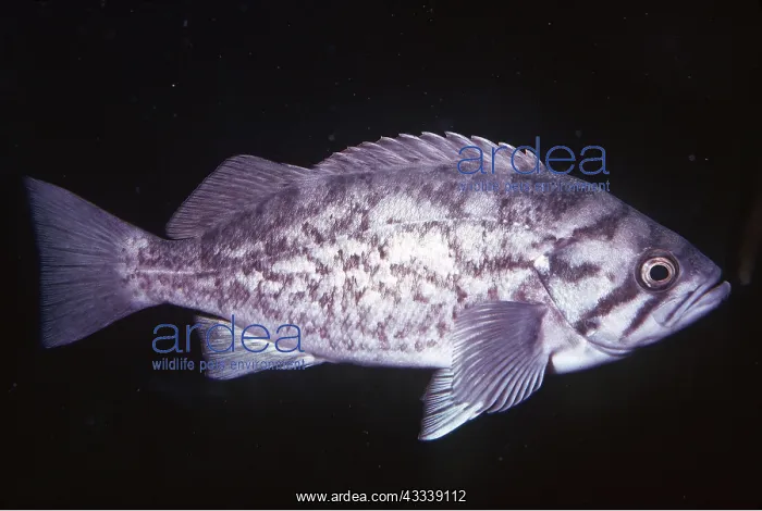 : BLUE ROCKFISH - whole body, showing lateral line : BLUE ROCKFISH - whole body, showing lateral line
