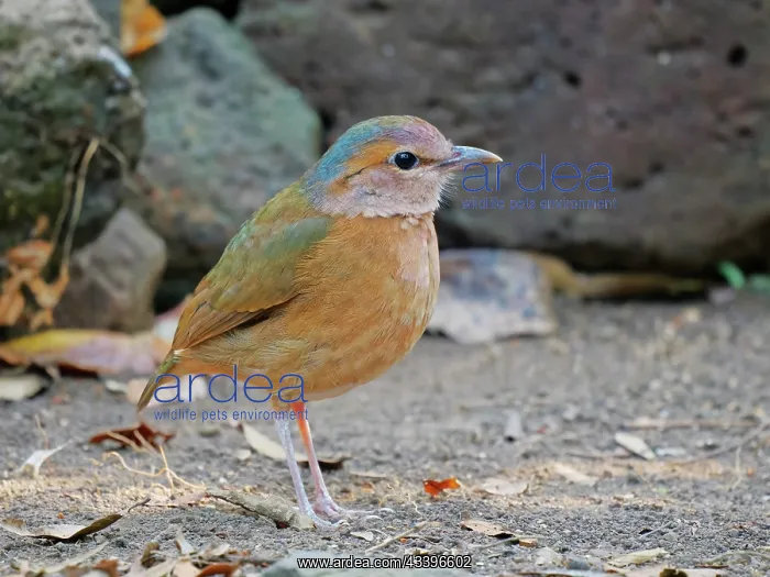 : Blue Rumped Pitta Hydrornis soror Cat Tien National : Blue Rumped Pitta Hydrornis soror Cat Tien National