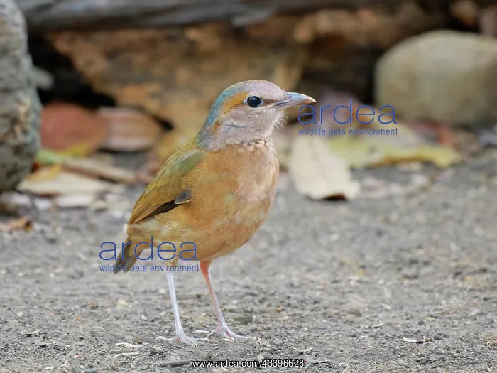: Blue Rumped Pitta Hydrornis soror Cat Tien National : Blue Rumped Pitta Hydrornis soror Cat Tien National