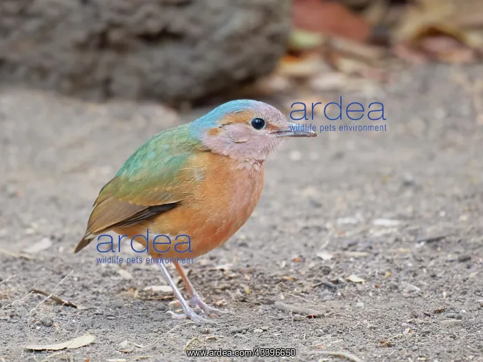 : Blue Rumped Pitta Hydrornis soror Cat Tien National : Blue Rumped Pitta Hydrornis soror Cat Tien National