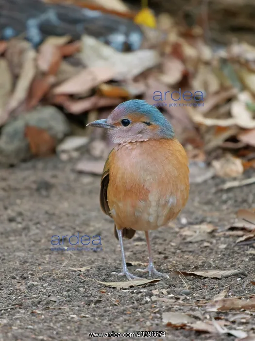: Blue Rumped Pitta Hydrornis soror Cat Tien National : Blue Rumped Pitta Hydrornis soror Cat Tien National