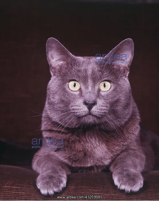 : BLUE RUSSIAN CAT - CLOSE UP FACE : BLUE RUSSIAN CAT - CLOSE UP FACE