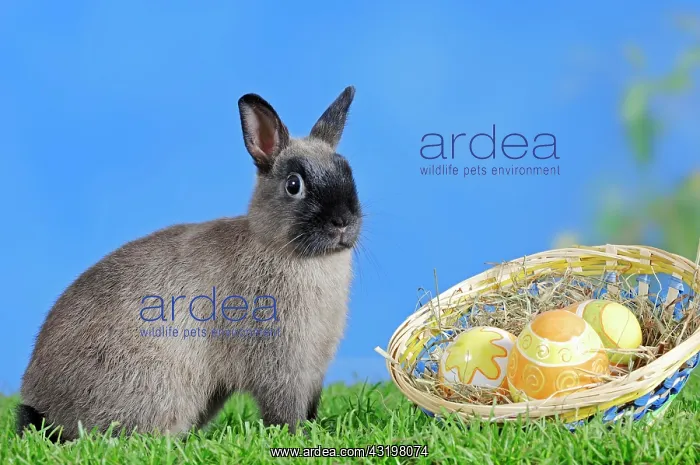 : Blue Sable Marten Dwarf Rabbit (Oryctolagus cuniculus : Blue Sable Marten Dwarf Rabbit (Oryctolagus cuniculus
