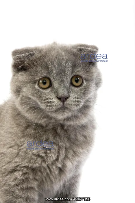 : Blue Scottish Fold Domestic Cat, 2 Months Old Kitten : Blue Scottish Fold Domestic Cat, 2 Months Old Kitten
