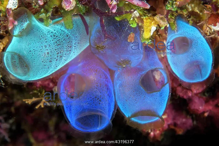 : Blue Sea Squirt (Rhopalaea crassa), Gangga Island : Blue Sea Squirt (Rhopalaea crassa), Gangga Island
