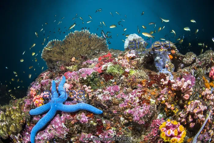 : Blue Sea Star (Linckia laevigata) in coral reef : Blue Sea Star (Linckia laevigata) in coral reef