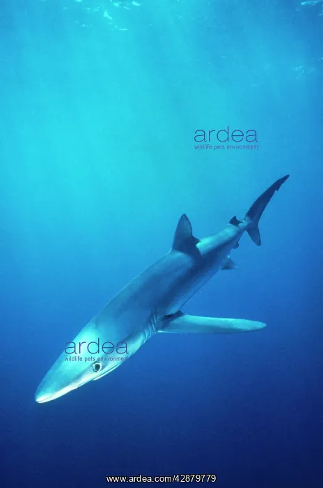 : Blue Shark : Blue Shark