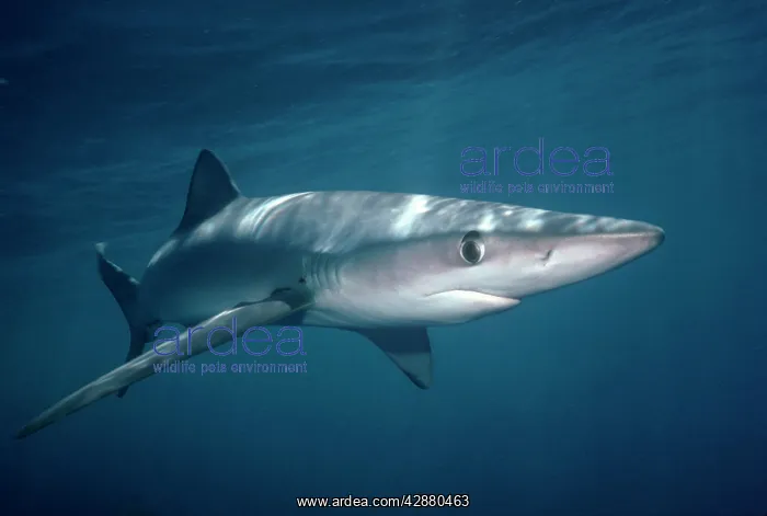 : BLUE SHARK : BLUE SHARK