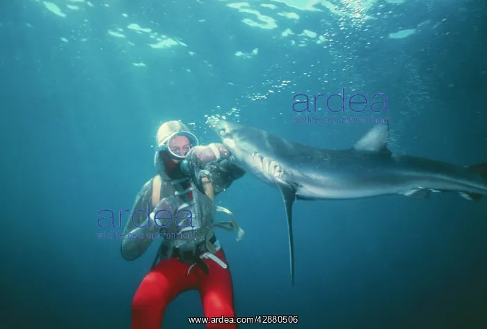 : BLUE SHARK : BLUE SHARK