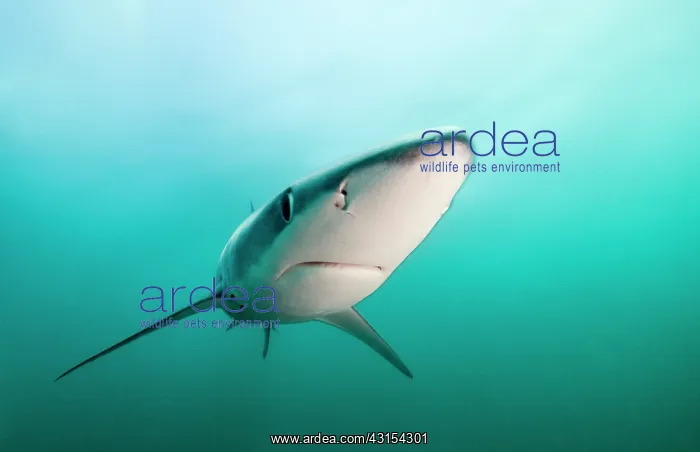: Blue Shark : Blue Shark
